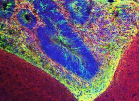 Мышь эффективного человека))