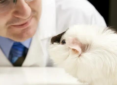 Опыт на животных