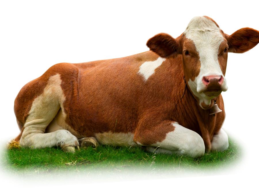 Тайм-менеджмент простыми словами. Не пытайтесь слопать корову целиком!